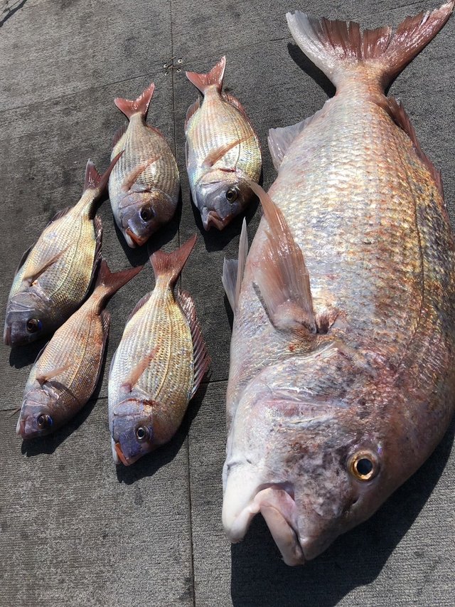 マダイ・ハナダイ(チダイ)