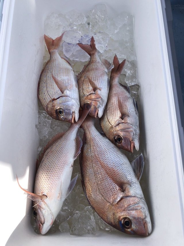 マダイ・ハナダイ(チダイ)