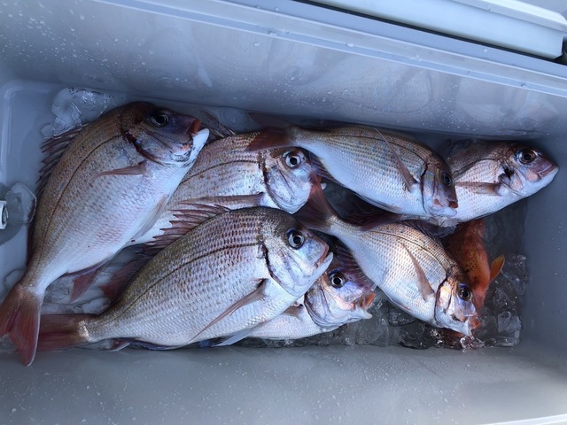 マダイ・ハナダイ(チダイ)