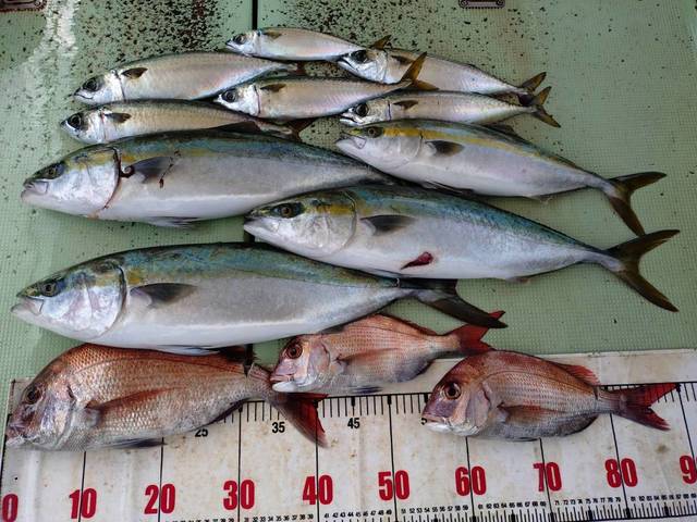 タイ(マダイ)・ハマチ(ブリ)・メジロ(ブリ)・マサバ