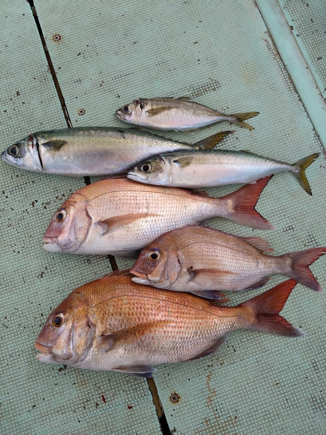 タイ(マダイ)・アジ(マアジ)・サバ(マサバ)