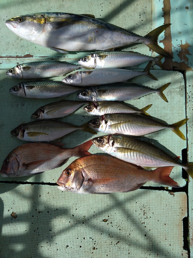 タイ(マダイ)・アジ(マアジ)・メジロ(ブリ)・サバ(マサバ)