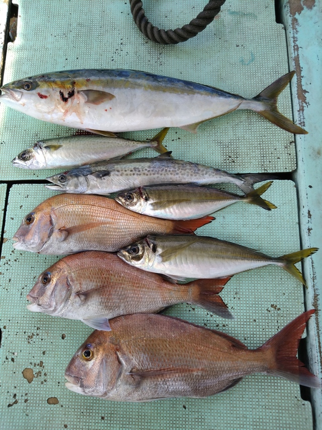 タイ(マダイ)・アジ(マアジ)・メジロ(ブリ)・サバ(マサバ)・サゴシ(サワラ)