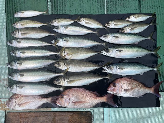 マダイ・マアジ・マサバ