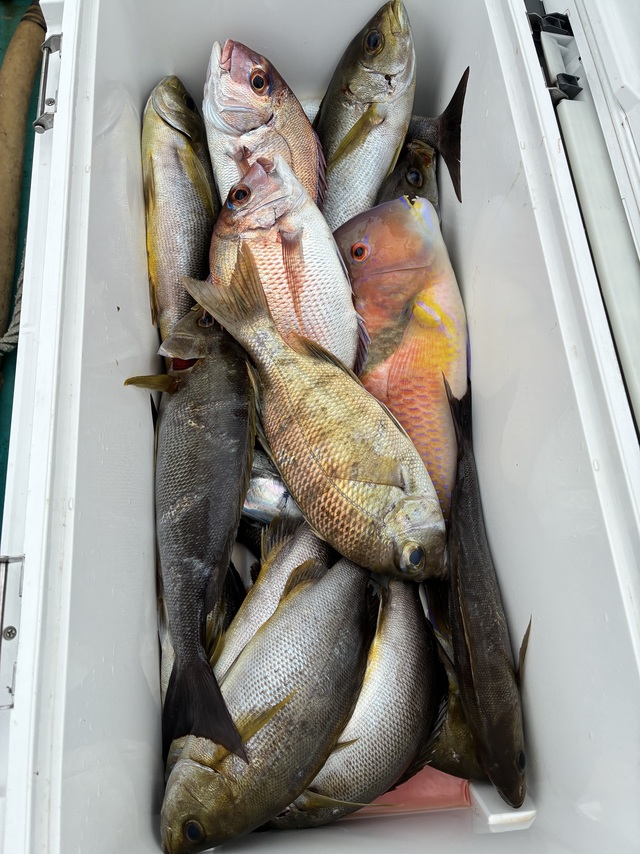 マダイ・メイチダイ