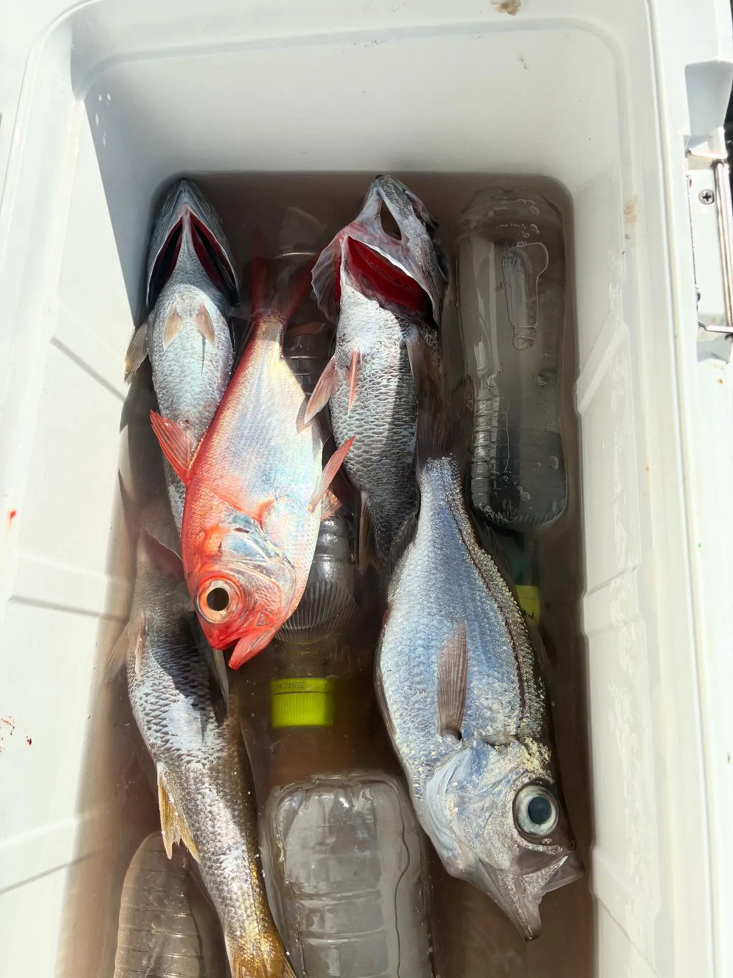 クロムツ・キンメ(キンメダイ)