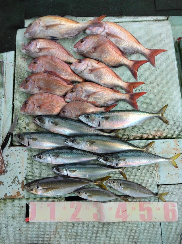 マダイ・マアジ・マサバ