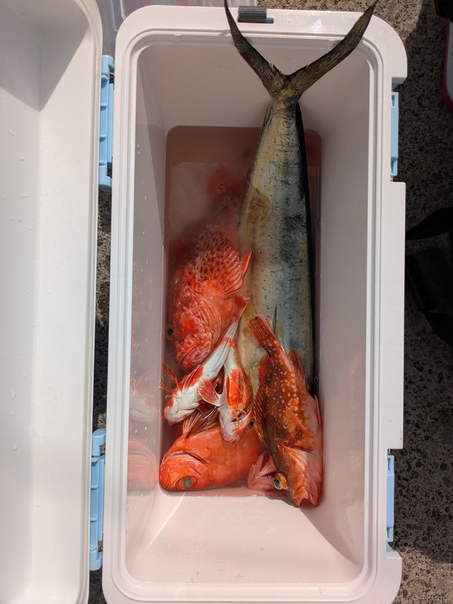 オニカサゴ(イズカサゴ)