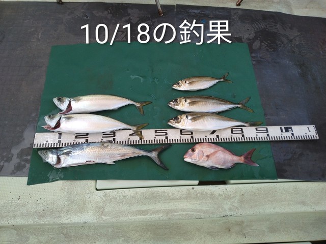 マダイ・マアジ・マサバ・サゴシ(サワラ)