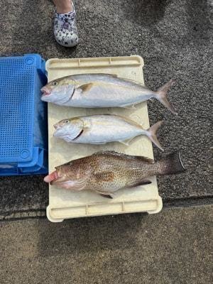 オオモンハタ・カンパチ