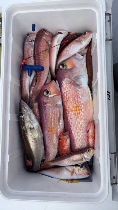 アラ・アマダイ(アカアマダイ)・ヒメコダイ