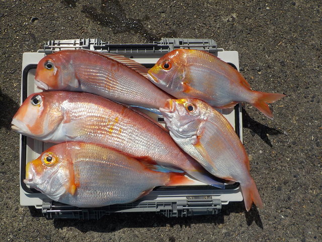 アマダイ(アカアマダイ)