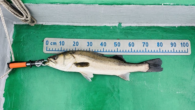 シーバス(スズキ)