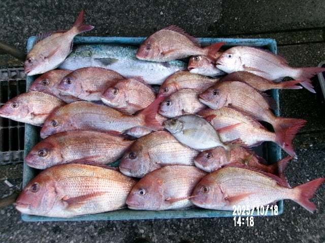 マダイ・ワラサ(ブリ)