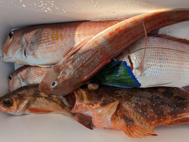 マダイ・アマダイ(アカアマダイ)・カサゴ・ウスメバル・ホウボウ