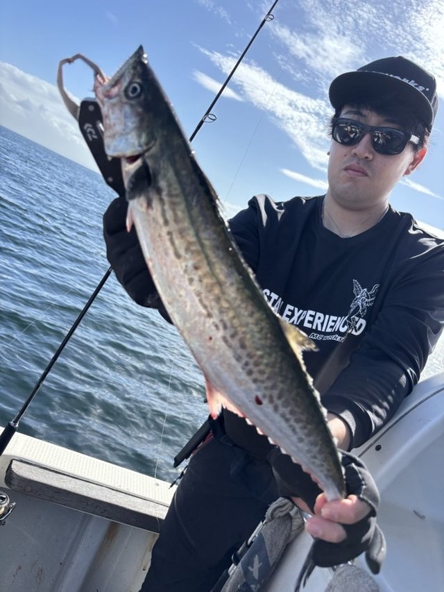 サゴシ(サワラ)