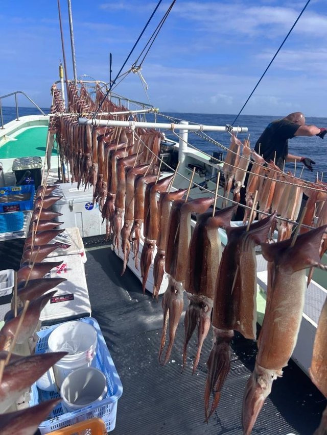 スルメ(スルメイカ)