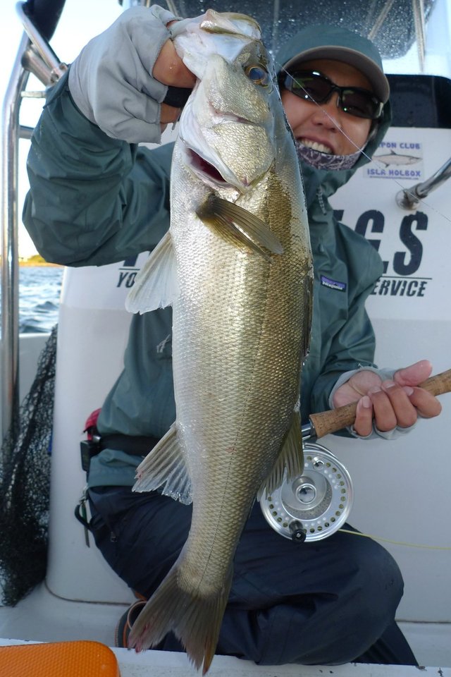 シーバス(スズキ)