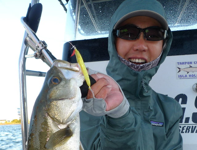 シーバス(スズキ)