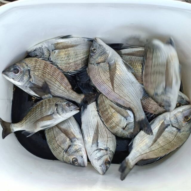 チヌ(クロダイ)