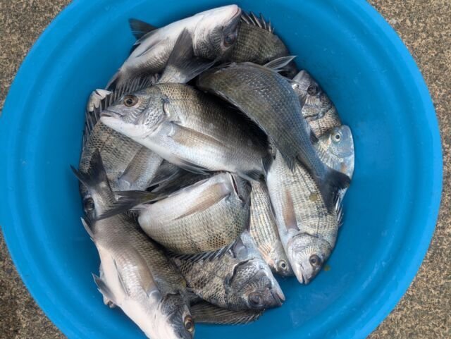 チヌ(クロダイ)