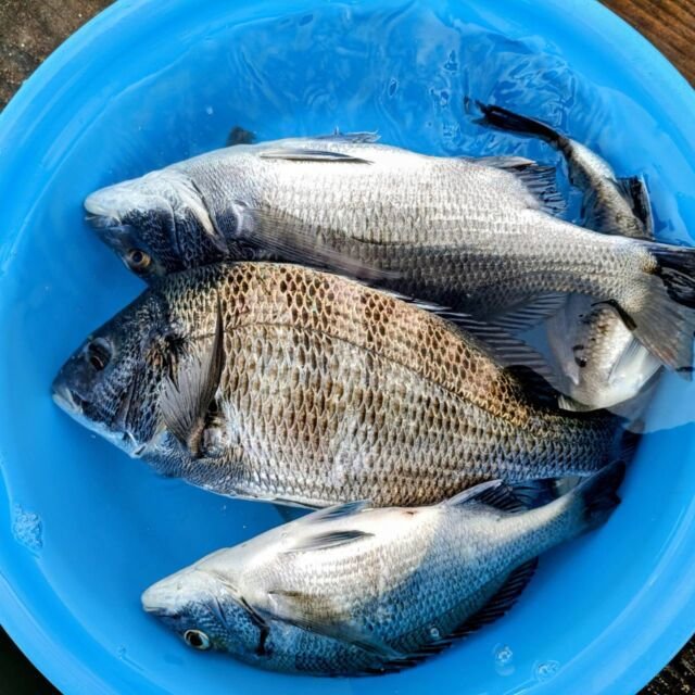 チヌ(クロダイ)