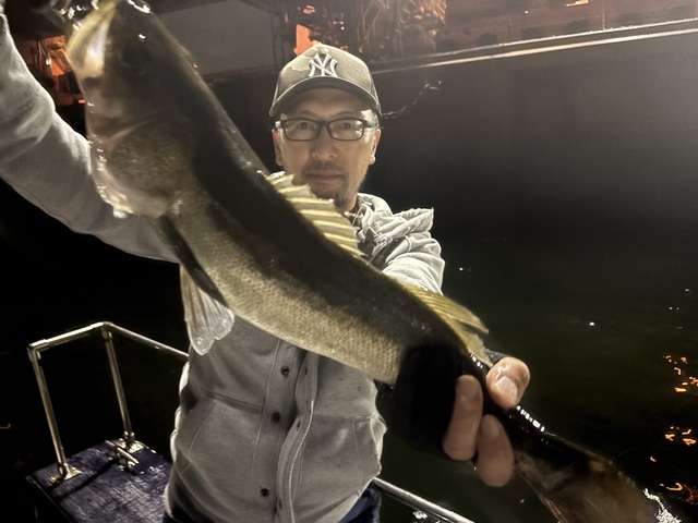 シーバス(スズキ)