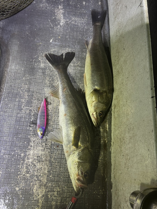 シーバス(スズキ)