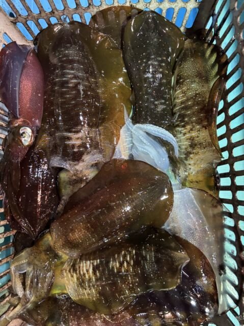 アオリ(アオリイカ)