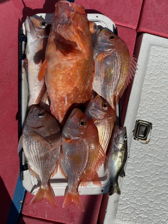 マダイ・キダイ・アラ・アマダイ(アカアマダイ)・ウッカリカサゴ