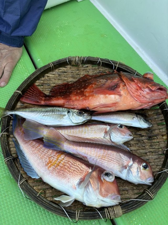 アジ(マアジ)・アマダイ(アカアマダイ)・シロアマダイ・カサゴ