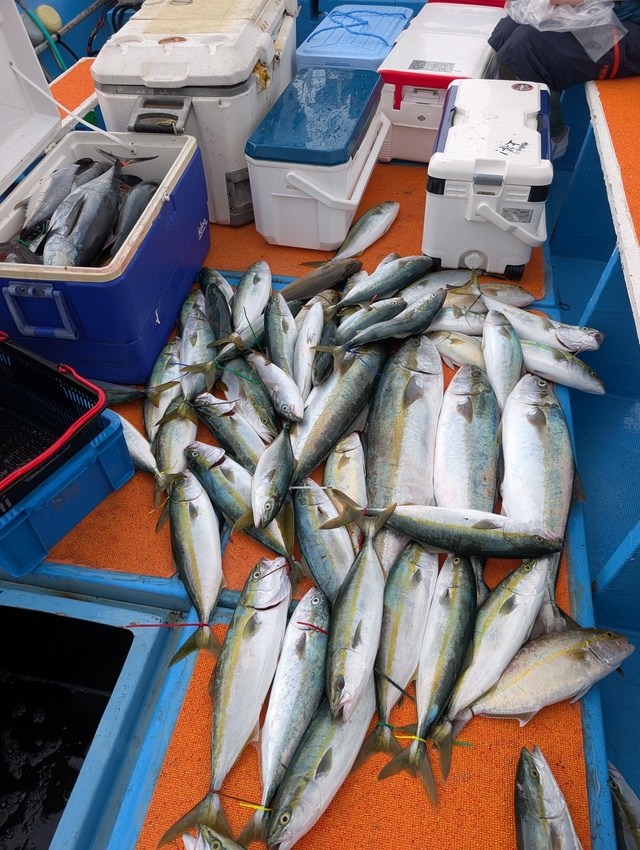 ヒラマサ・ネリゴ(カンパチ)