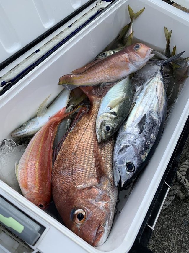 マダイ・マハタ・アジ(マアジ)・アマダイ(アカアマダイ)・イトヨリ(イトヨリダイ)・サバ(マサバ)