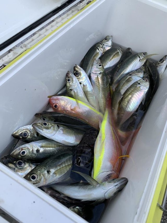 アジ(マアジ)・イトヨリ(イトヨリダイ)