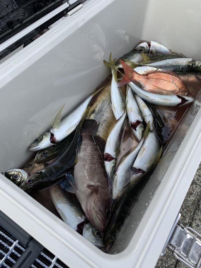 マダイ・マハタ・アジ(マアジ)