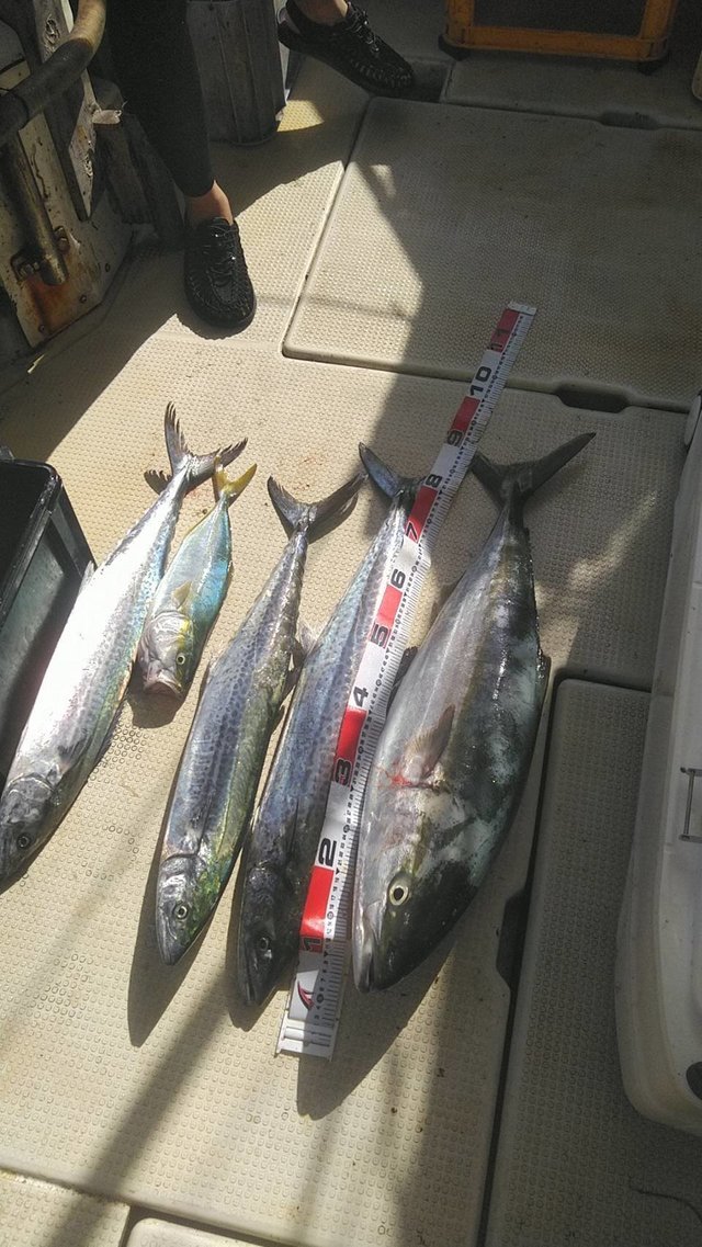 ブリ・ハマチ(ブリ)・サワラ