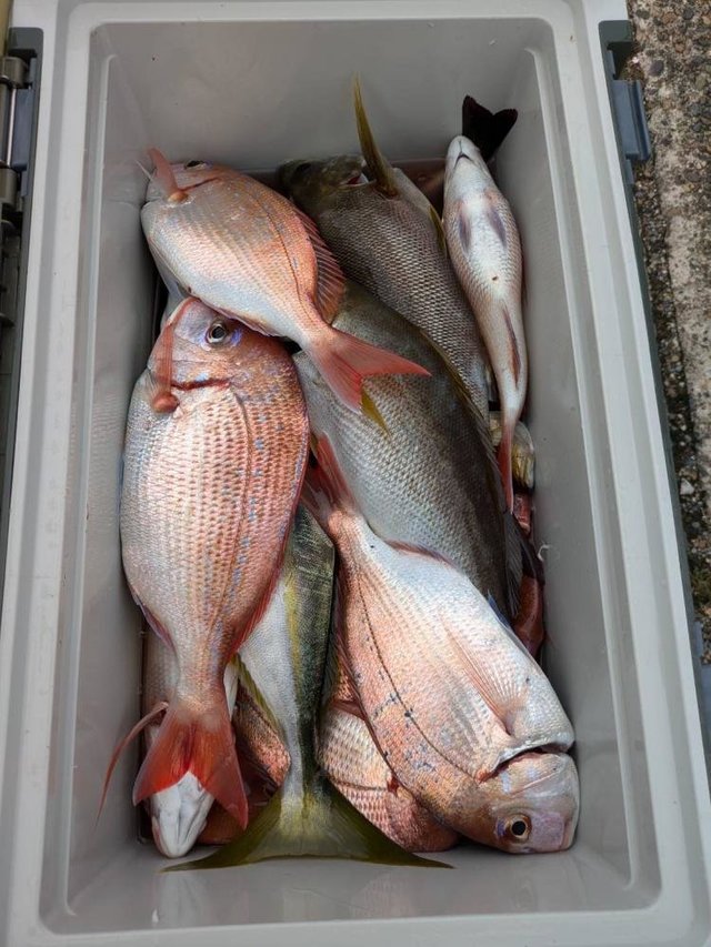 ハナダイ(チダイ)・イナダ(ブリ)・イサキ