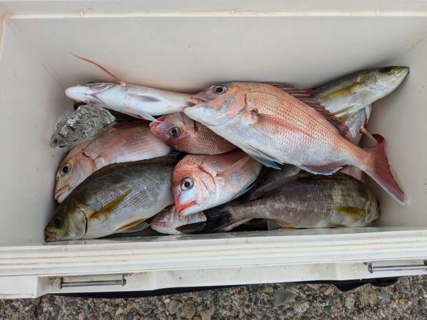 ハナダイ(チダイ)・イサキ