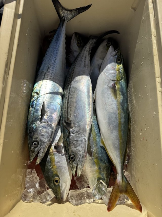 ハマチ(ブリ)・サワラ