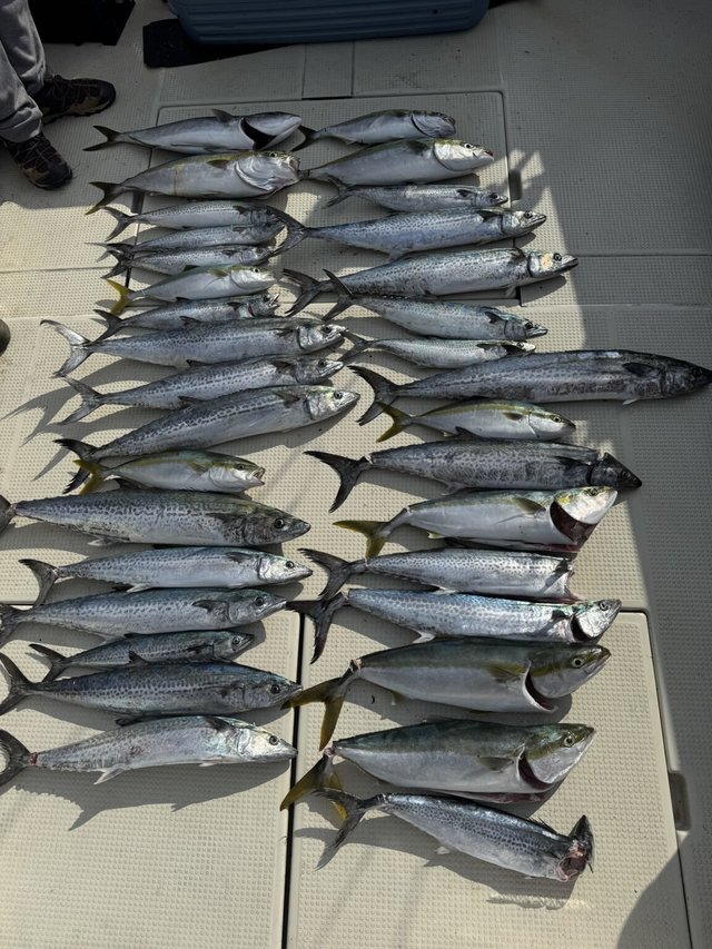 ツバス(ブリ)・ハマチ(ブリ)・サワラ・サゴシ(サワラ)