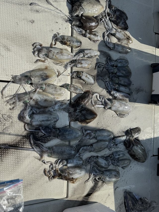 アオリイカ・コウイカ