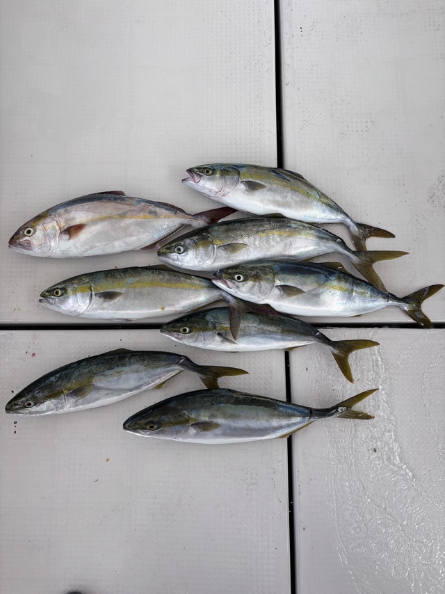 ハマチ(ブリ)・シオ(カンパチ)