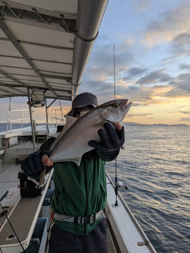 シオ(カンパチ)