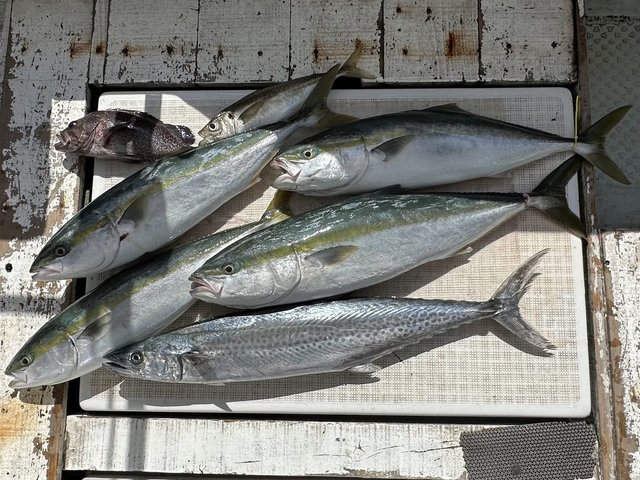 アジ(マアジ)・ワラサ(ブリ)・サワラ・マゾイ(キツネメバル)