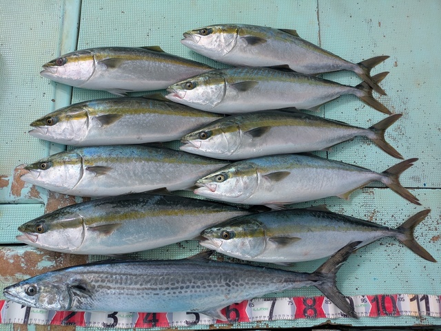 メジロ(ブリ)・サワラ