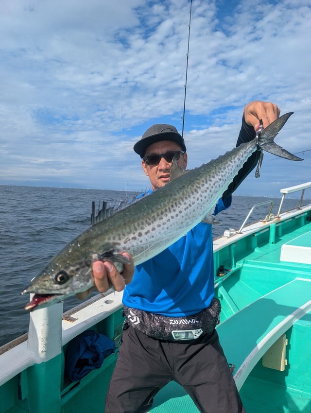 サゴシ(サワラ)