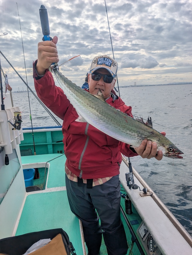 サゴシ(サワラ)