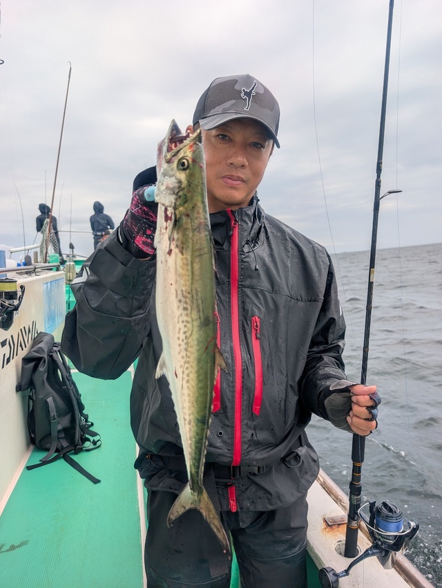 サゴシ(サワラ)