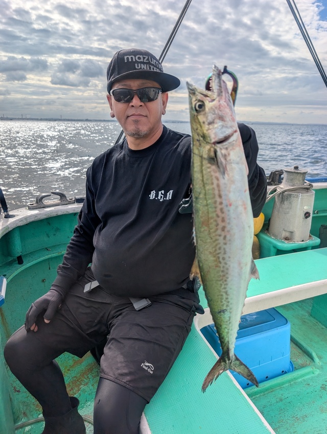 サゴシ(サワラ)