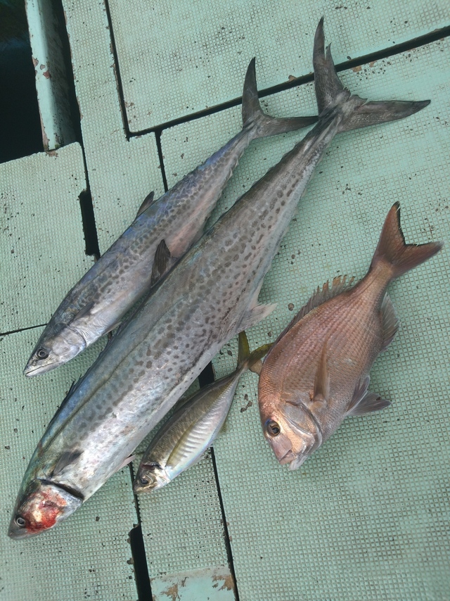 タイ(マダイ)・アジ(マアジ)・サワラ・サゴシ(サワラ)